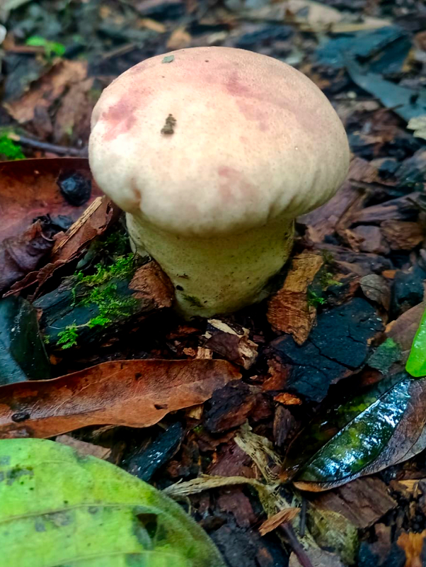 The valuable natural treasure protected by El Morado.